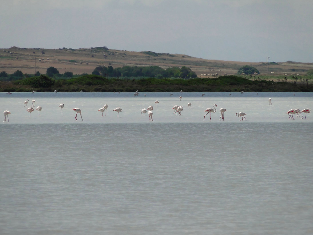 1067_20110611_112334_Sardinien2011_DSC04219