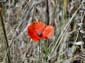 1016_20110602_112328_Sardinien2011_DSC04066