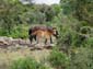 1063_20110610_145214_Sardinien2011_DSC04203