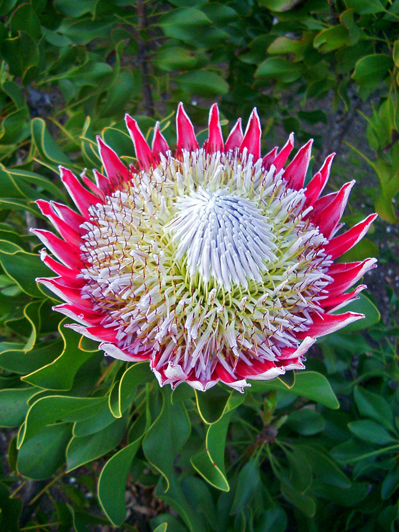 1085_Suedafrika_2003_09_22_184342_IMGP2279